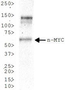 Anti-MYCN Mouse Monoclonal Antibody [clone: NMYC-1]