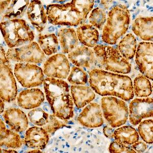 Immunohistochemistry analysis of paraffin-embedded rat kidney using Anti-FUNDC1 Antibody [ARC57663] (A309370) at a dilution of 1:300 (40X lens). Perform high pressure antigen retrieval with 10 mM citrate buffer pH 6.0 before commencing with IHC staining protocol