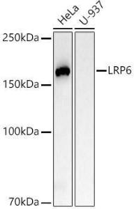 Western blot analysis of various lysates, using Anti-LRP6 Antibody [ARC54062] (A305519) at 1:2,000 dilution