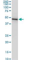 Anti-CMAS Mouse Monoclonal Antibody [clone: 2E1]