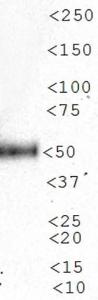 Anti-MYCN Mouse Monoclonal Antibody [clone: NMYC-1]