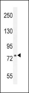 Anti-ASAP3 Rabbit Polyclonal Antibody