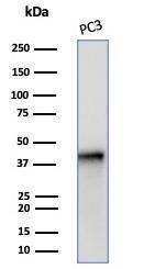 Western blot analysis of PC3 cell line lysate using Anti-Maspin Antibody [SERPINB5/4972]