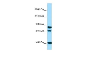 Anti-SCUBE1 Rabbit Polyclonal Antibody