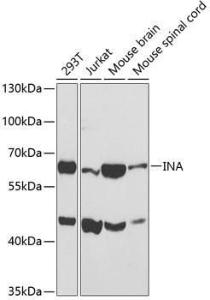 Anti-INA Rabbit Polyclonal Antibody