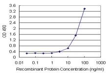 Anti-HMGB2 Mouse Monoclonal Antibody (Biotin)