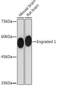 Western blot analysis of extracts of various cell lines, using Anti-EN1 / Engrailed 1 Antibody [ARC2225] (A306430) at 1:1000 dilution