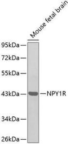 Western blot analysis of extracts of mouse fetal brain, using Anti-NPY1R Antibody (A11611)