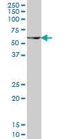 Anti-PAX7 Mouse Monoclonal Antibody [clone: 1E12]