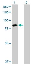 Anti-STAT5A Rabbit Polyclonal Antibody