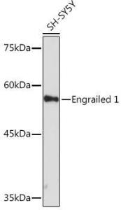 Western blot analysis of extracts of SH-SY5Y cells, using Anti-EN1 / Engrailed 1 Antibody [ARC2225] (A306430) at 1:1000 dilution