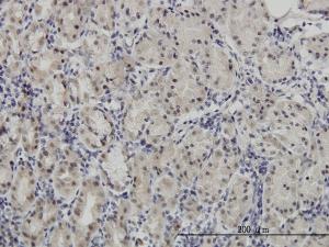 Anti-PAX7 Mouse Monoclonal Antibody [clone: 1E12]