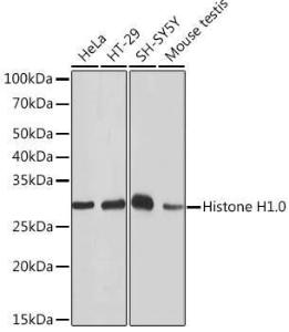 Western blot analysis of extracts of various cell lines, using Anti-Histone H10 Antibody [ARC1059] (A307908) at 1:1,000 dilution The secondary antibody was Goat Anti-Rabbit IgG H&L Antibody (HRP) at 1:10,000 dilution Lysates/proteins were present at 25 µg per lane