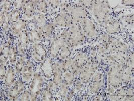 Anti-PAX7 Mouse Monoclonal Antibody [clone: 1E12]