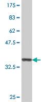 Anti-SRPK3 Mouse Polyclonal Antibody