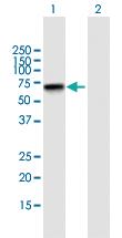 Anti-ZNF296 Mouse Polyclonal Antibody