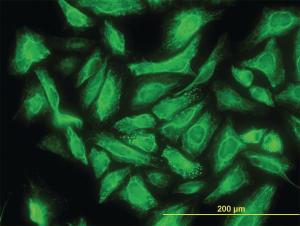 Anti-DCUN1D1 Mouse Monoclonal Antibody [clone: 3D7]