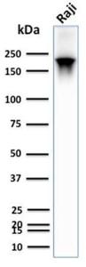 Western blot analysis of human Raji cell lysate using Anti-CD45RB Antibody [PTPRC/2877R]