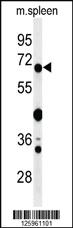 Anti-GBP7 Rabbit Polyclonal Antibody