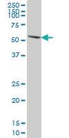 Anti-PAX7 Mouse Monoclonal Antibody [clone: 3H1]