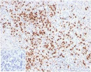 Immunohistochemical analysis of formalin-fixed, paraffin-embedded human spleen tissue using Anti-Lysozyme Antibody [LYZ/3943]