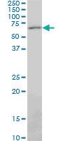 Anti-PAX7 Mouse Monoclonal Antibody [clone: 3H1]