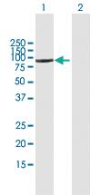 Anti-CD93 Mouse Polyclonal Antibody