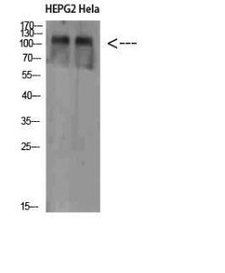 Western blot analysis of HEPG2 Hela cells using Anti-NLRX1 Antibody