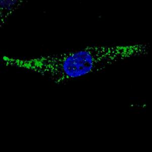 Anti-ATG7 Rabbit Polyclonal Antibody