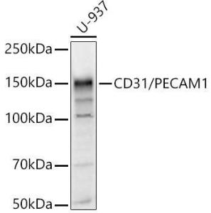 Western blot analysis of U-937, using Anti-CD31 Antibody (A11618) at 1:400 dilution