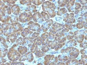 Immunohistochemical analysis of formalin-fixed, paraffin-embedded human pancreas using Anti-TOP1MT Antibody [TOP1MT/488]