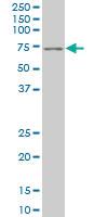 Anti-PAX7 Mouse Monoclonal Antibody [clone: 1G11]