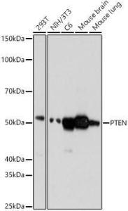 Anti-PTEN antibody