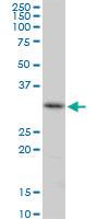 Anti-CENPH Mouse Polyclonal Antibody