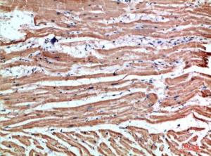 Immunohistochemical analysis of paraffin-embedded human heart using Anti-NLRX1 Antibody