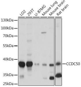 Western blot analysis of extracts of various cell lines, using Anti-CCDC50 Antibody (A306434) at 1:1000 dilution. The secondary Antibody was Goat Anti-Rabbit IgG H&L Antibody (HRP) at 1:10000 dilution. Lysates/proteins were present at 25 µg per lane