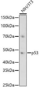 Western blot analysis of extracts of NIH/3T3 cells, using Anti-p53 Antibody (A11620) at 1:1,000 dilution