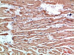 Immunohistochemical analysis of paraffin-embedded human heart using Anti-NLRX1 Antibody