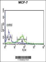 Anti-CENPN Rabbit Polyclonal Antibody