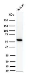 Western blot analysis of human Jurkat cell lysate using Anti-TOP1MT Antibody [TOP1MT/488]