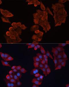 Immunofluorescence analysis of HeLa cells using Anti-Hsp27 Antibody (A307909) at a dilution of 1:100. DAPI was used to stain the cell nuclei (blue)