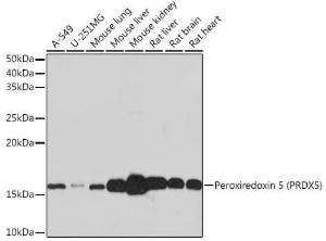 Antibody A305523-100 100 µl