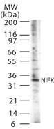 Anti-NIFK Rabbit Polyclonal Antibody