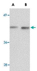 Anti-NANOS1 Rabbit Polyclonal Antibody