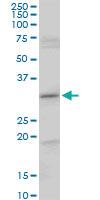 Anti-CENPH Mouse Polyclonal Antibody