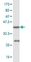 Anti-BSCL2 Mouse Polyclonal Antibody