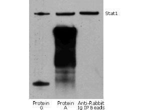 Western blot kits, TrueBlot®