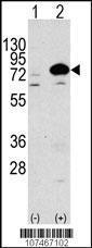 Anti-ATG7 Rabbit Polyclonal Antibody