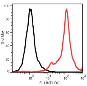 Anti-STRO1 Mouse Monoclonal Antibody [clone: STRO-1]