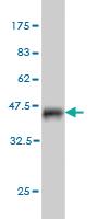 Anti-BSCL2 Mouse Monoclonal Antibody [clone: 1G4]